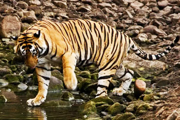 Dudhwa Tiger Reserve