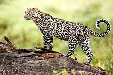 Gajner Wildlife Sanctuary