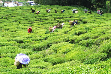 Happy Valley Tea Estate Darjeeling