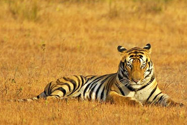 Kanha National Park & Tiger Reserve, Madhya Pradesh, India