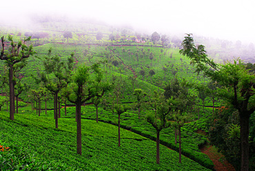 Kausani tea estate