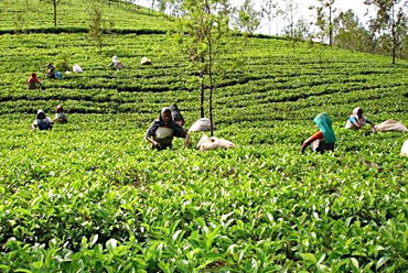 Kolukkumalai  Tea Estate, Munnar