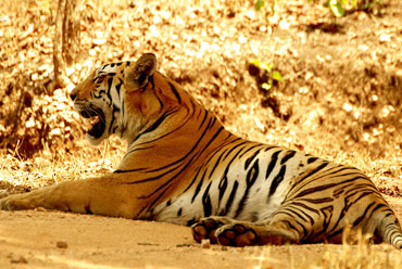 Manas Tiger Reserve