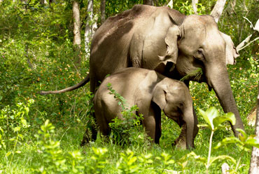 Mudumalai Wildlife Sanctuary