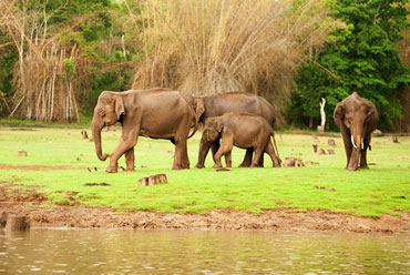 Nagarhole National Park