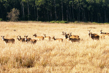 Nanda Devi National Park