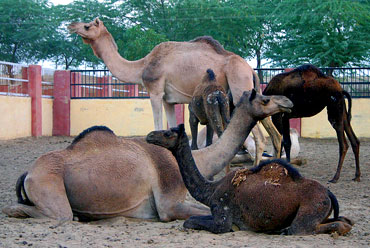 National Research Centre on Camel