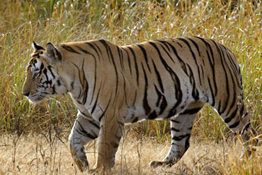 Pench National Park 