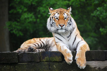 Ranthambore Tiger Reserve