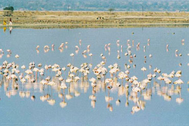 Sambhar Lake