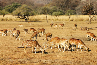 Sariska National Park
