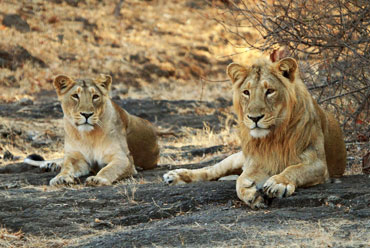 Sasan Gir Lion Sanctuary
