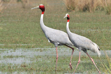 Sultanpur National Park