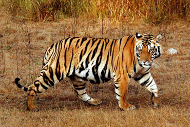 Sunderbans Wildlife Sanctuary