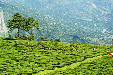 Temi tea garden Sikkim