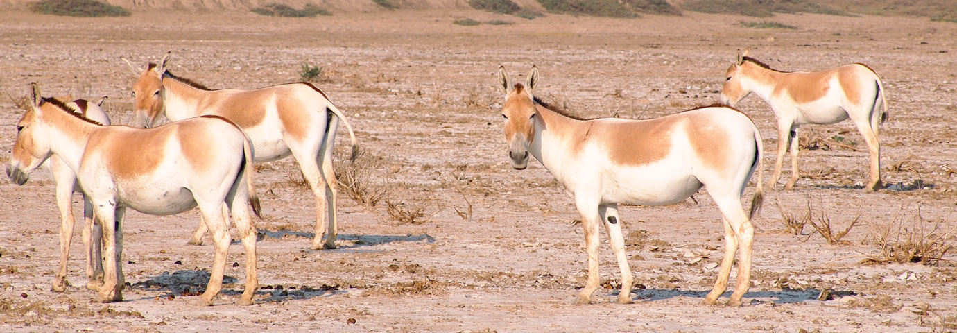 Wild Ass Sanctuary