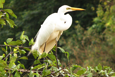 Shimoga